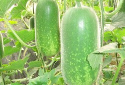 网红大瓜博雅吃瓜视频最全观看,全网最全大瓜盘点，一网打尽网红圈热点